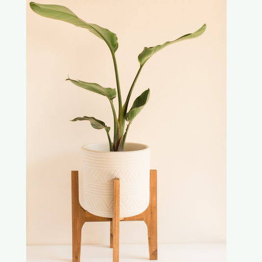 Kamerplanten water geven? De beste tips! - Sierplantenshop