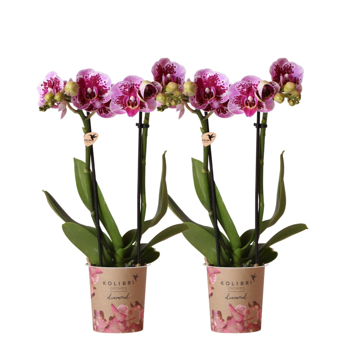 2 Phalaenopsis Orchideeën El Salvador Ø9cm - Sierplantenshop