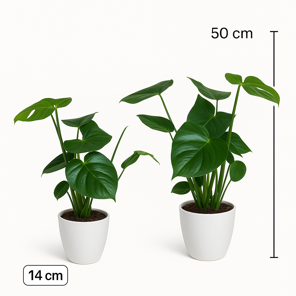 Monstera Duo met witte sierpotten -↕60cm -Ø14