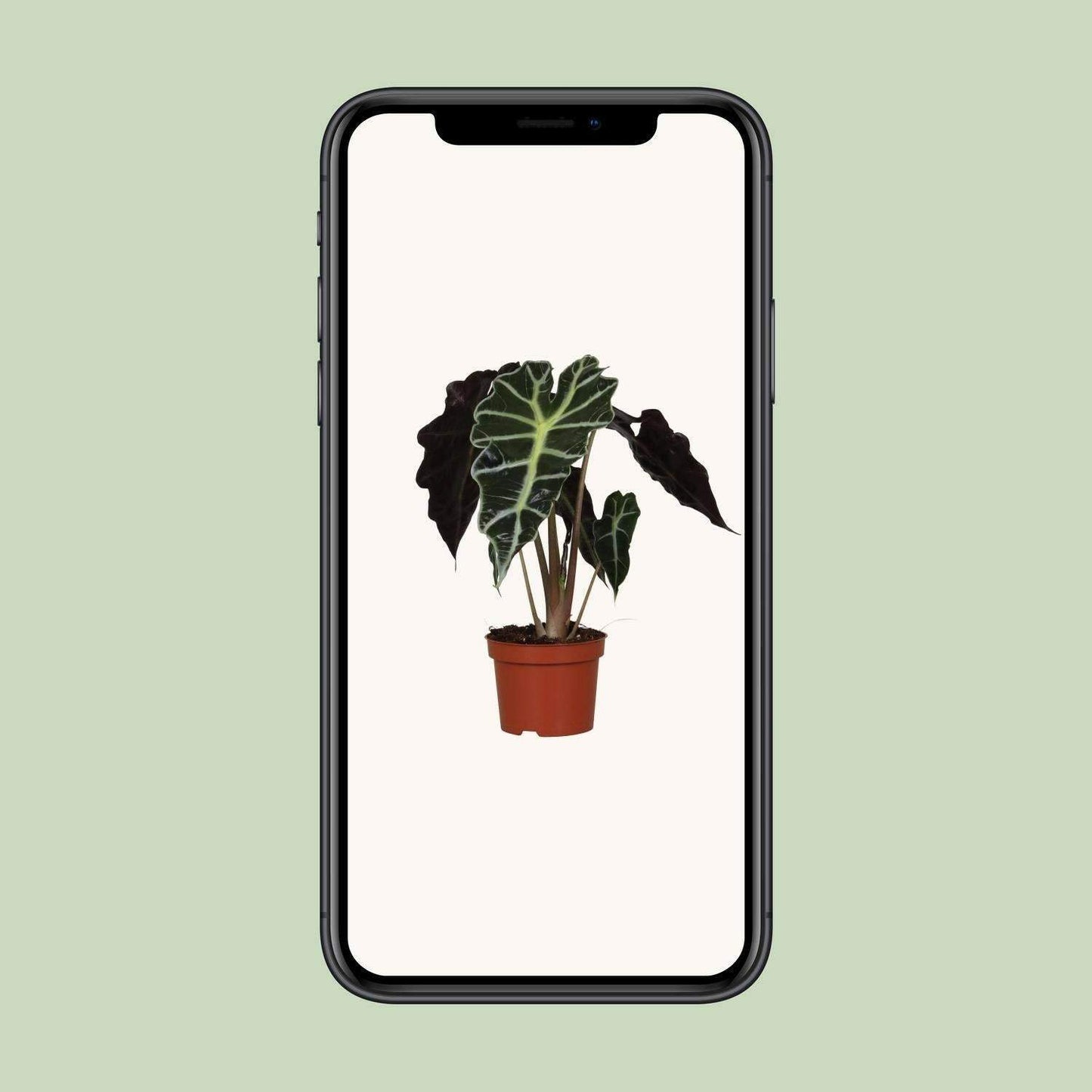 Alocasia Amazonica Polly - Tropische Pracht voor Uw Interieur - Ø12cm - ↕30cm Sierplantenshop .