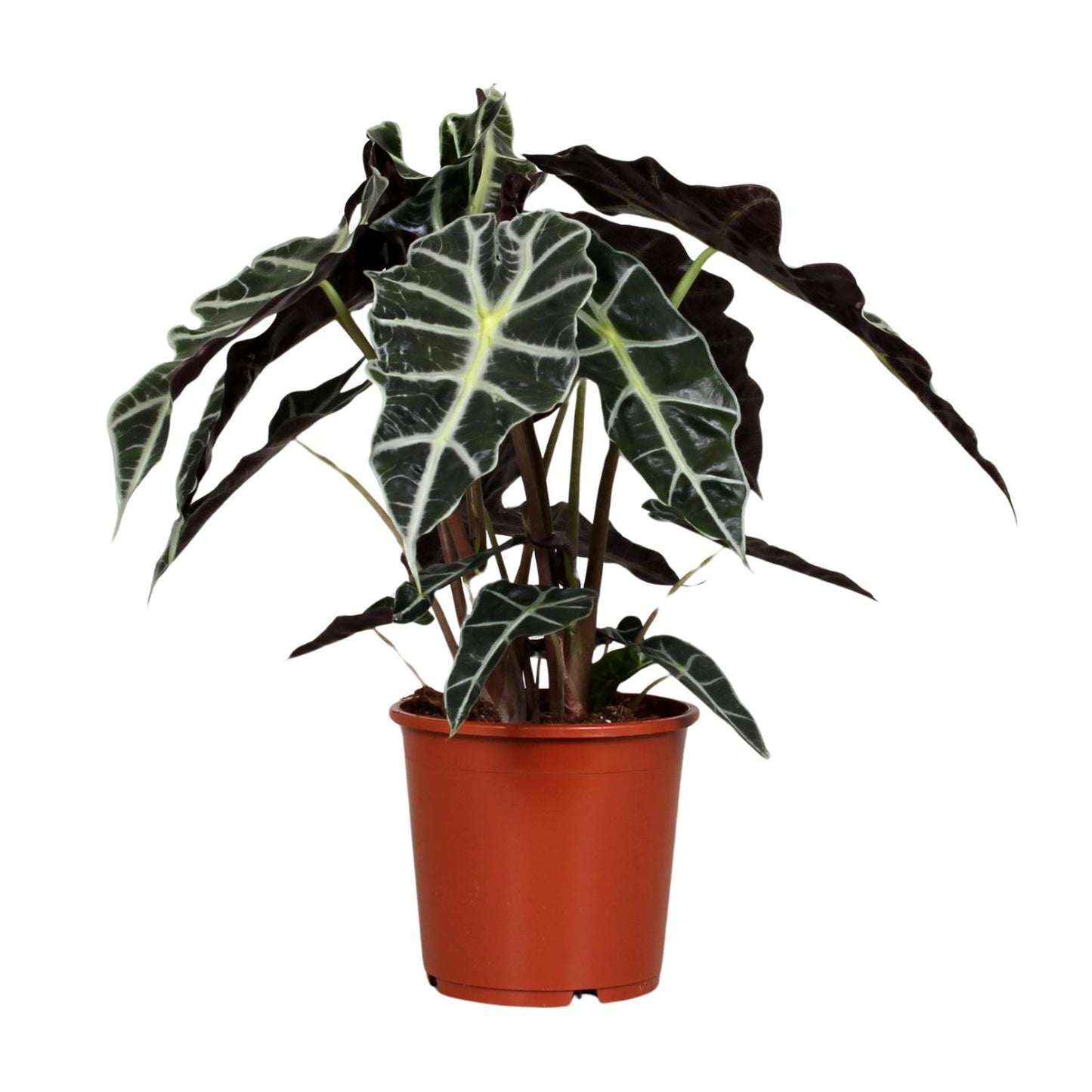 Alocasia Polly