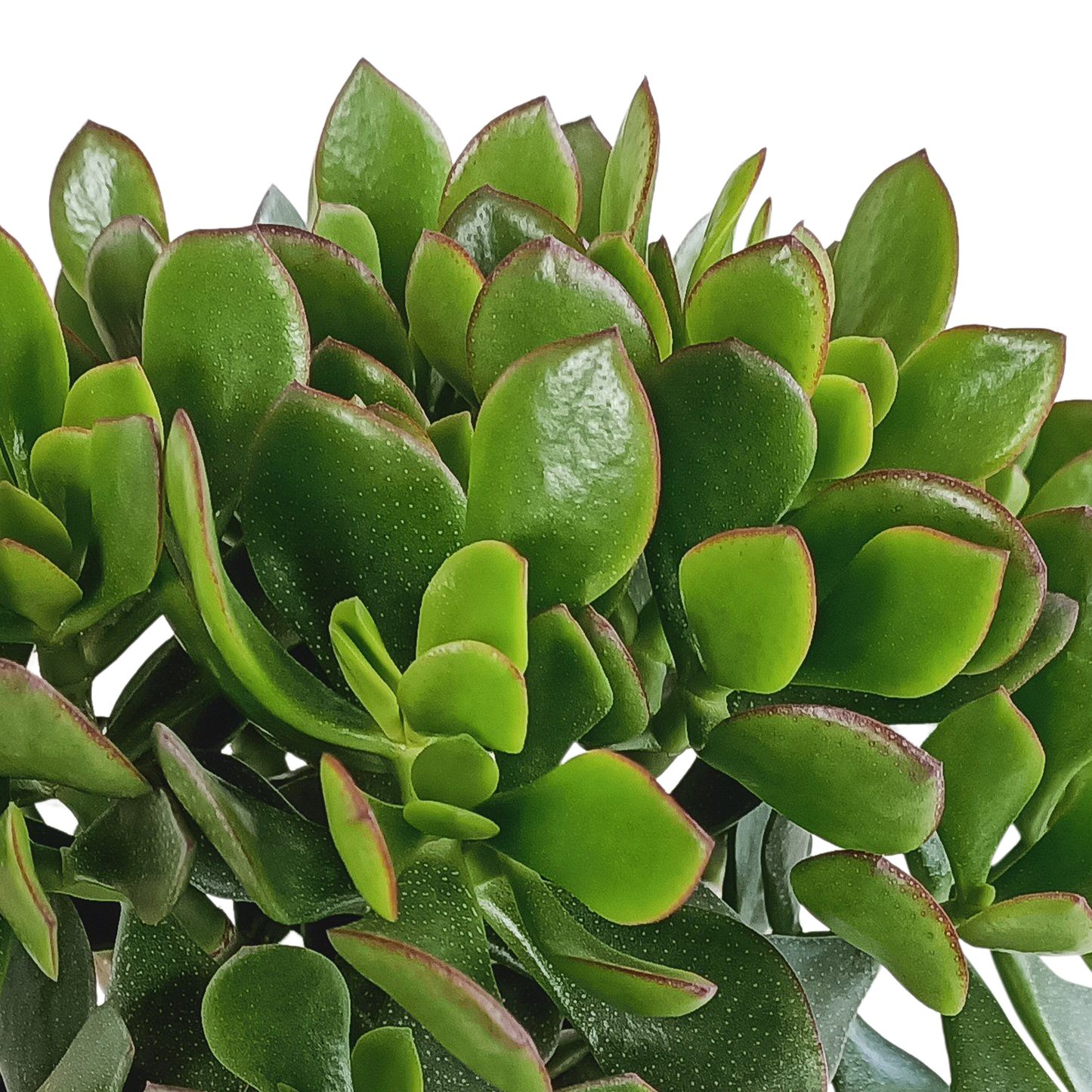 Crassula Ovata – Jadeplant kamerplant