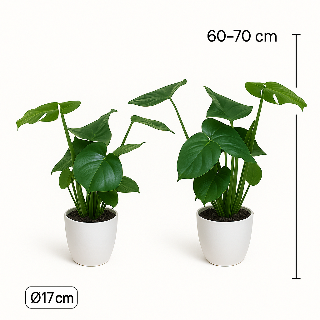 Monstera Duo met witte sierpotten ↕65cm -Ø12