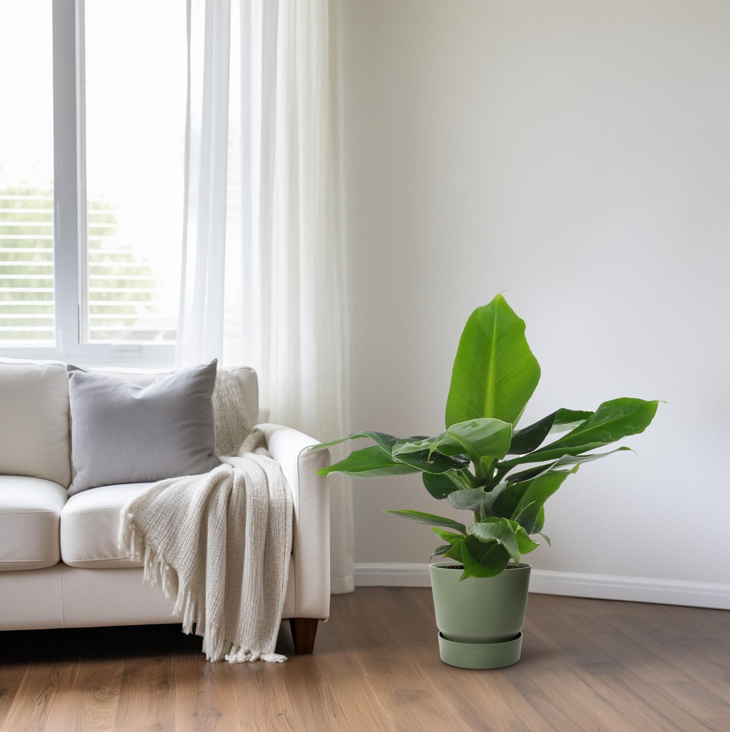 Musa Dwarf Cavendish – Bananenplant kamerplant