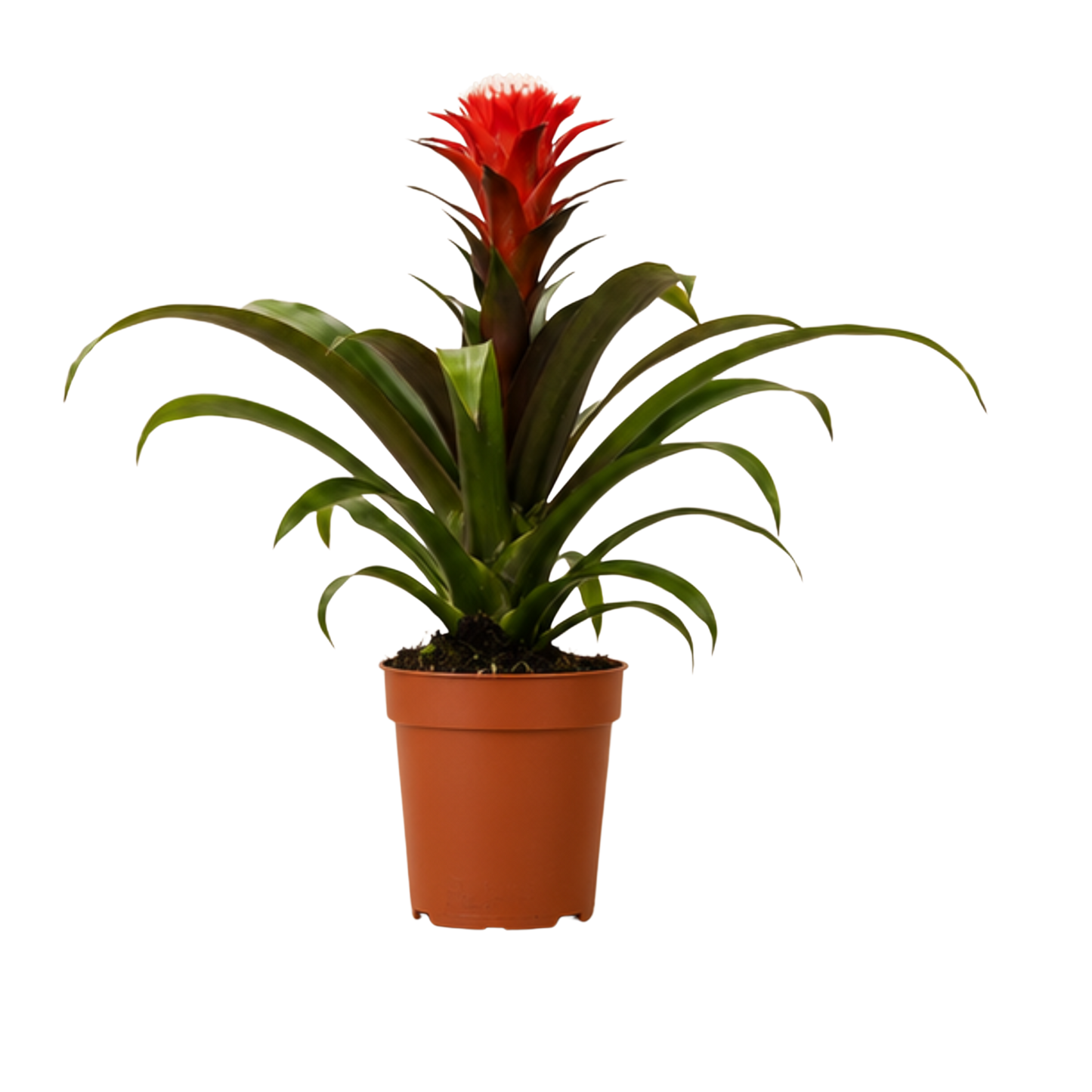 Guzmania Hope