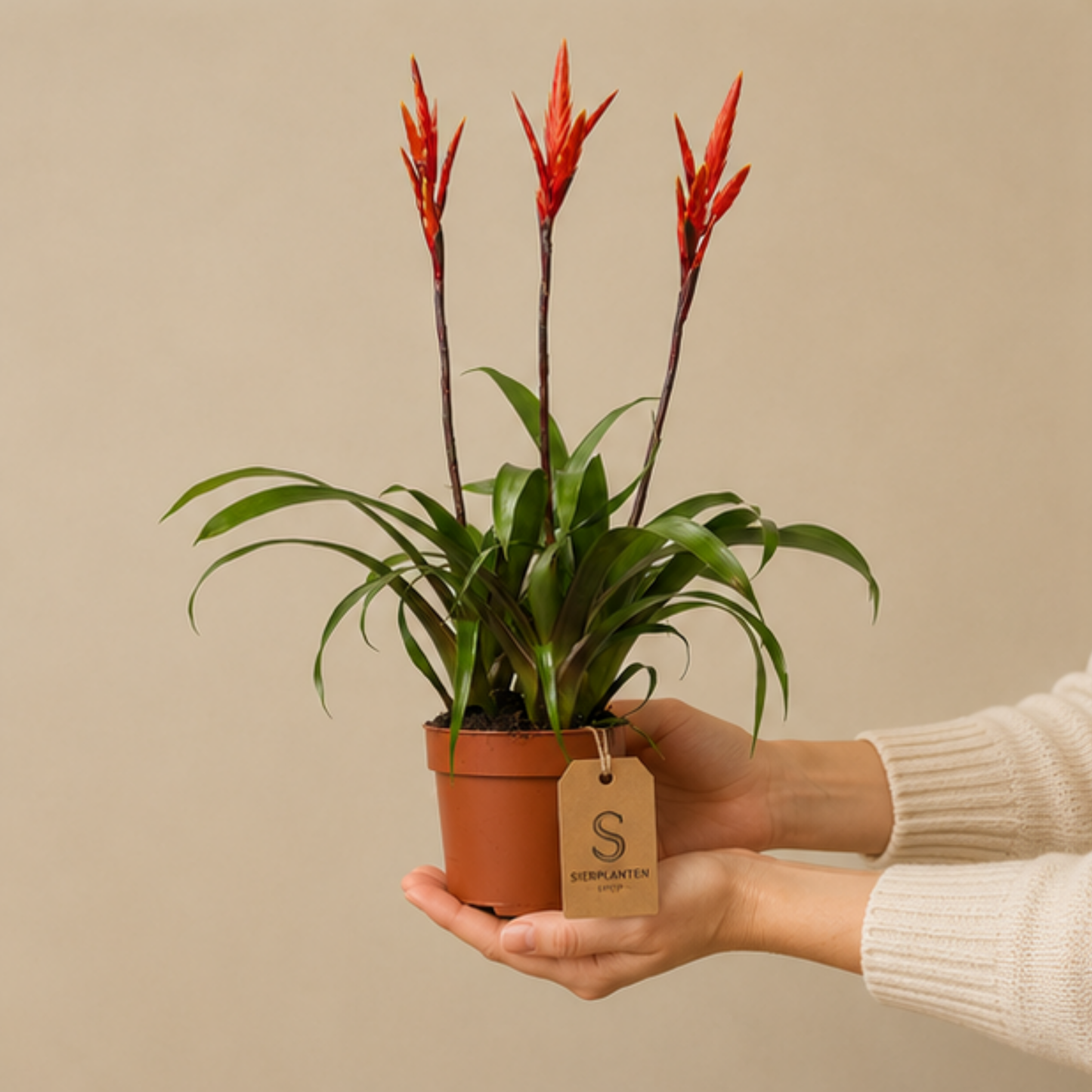 Vriesea Elan Toef