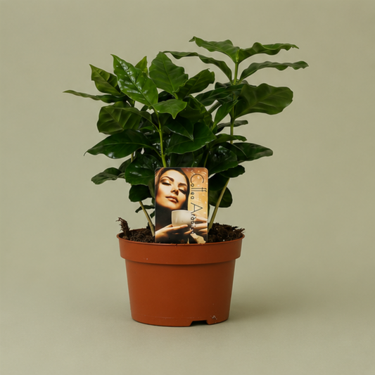 Coffea Arabica