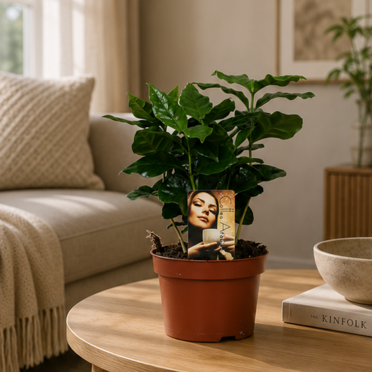 Coffea Arabica