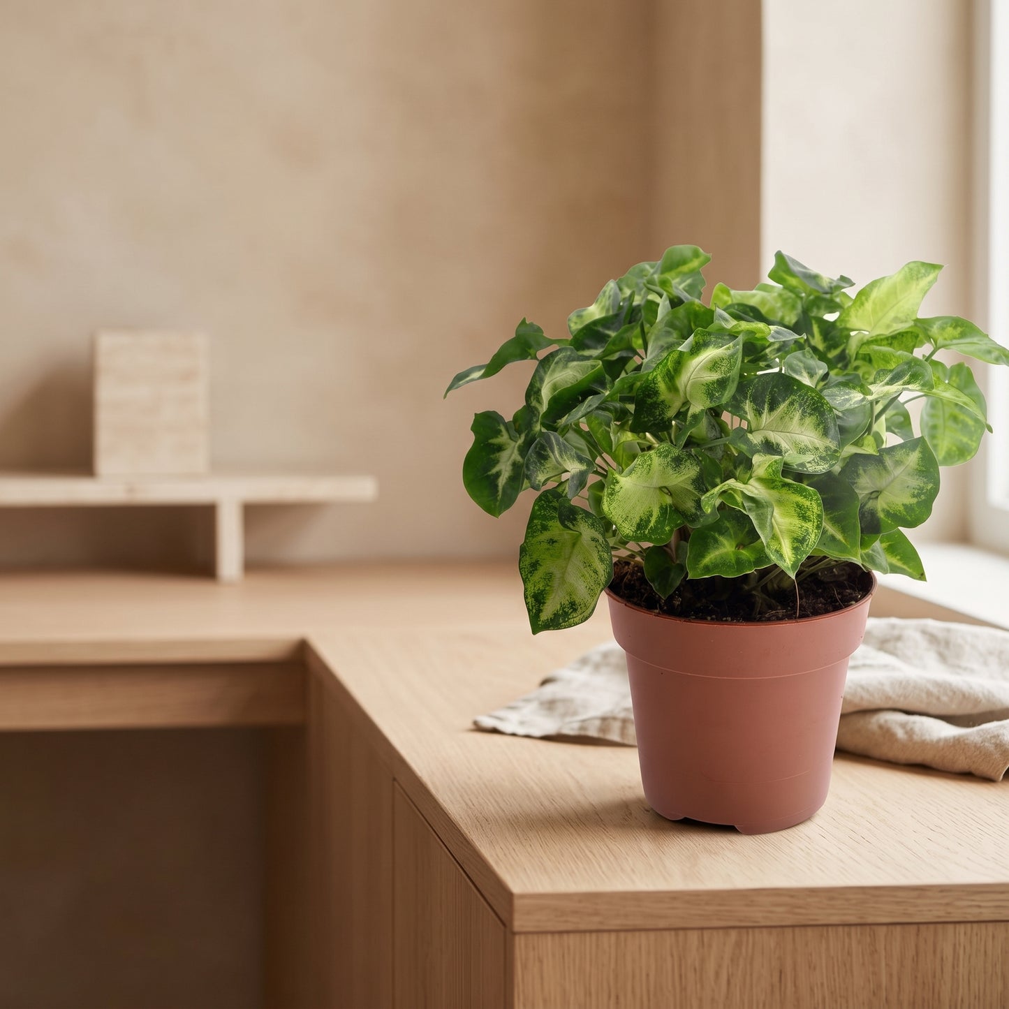 Syngonium Pixie