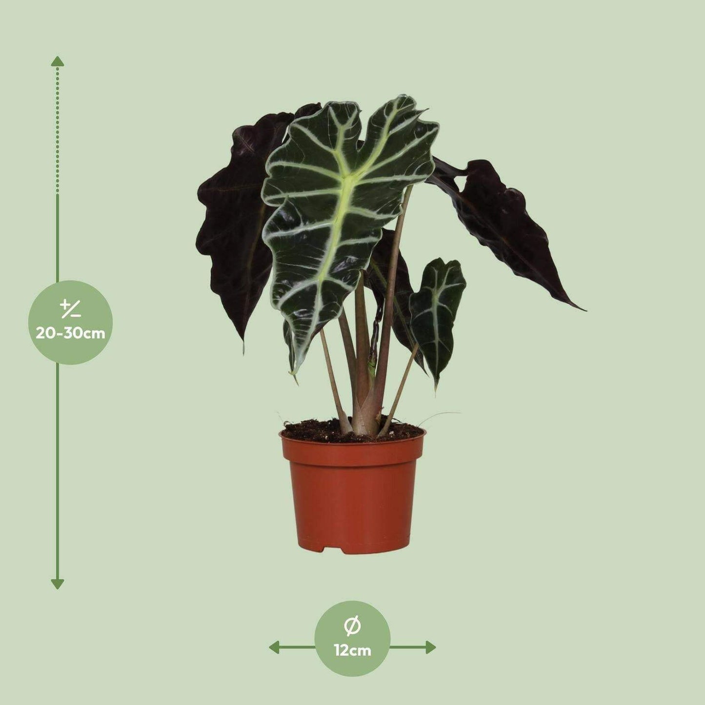 Alocasia Amazonica Polly - ↕30cm - Ø12 - Sierplantenshop