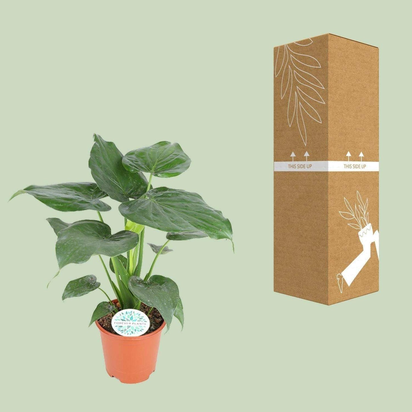 Alocasia Cucullata - ↕65cm - Ø17 - Sierplantenshop