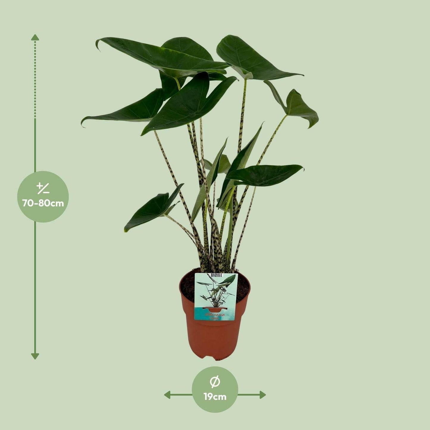 Alocasia Zebrina - ↕75cm - Ø19 - Sierplantenshop