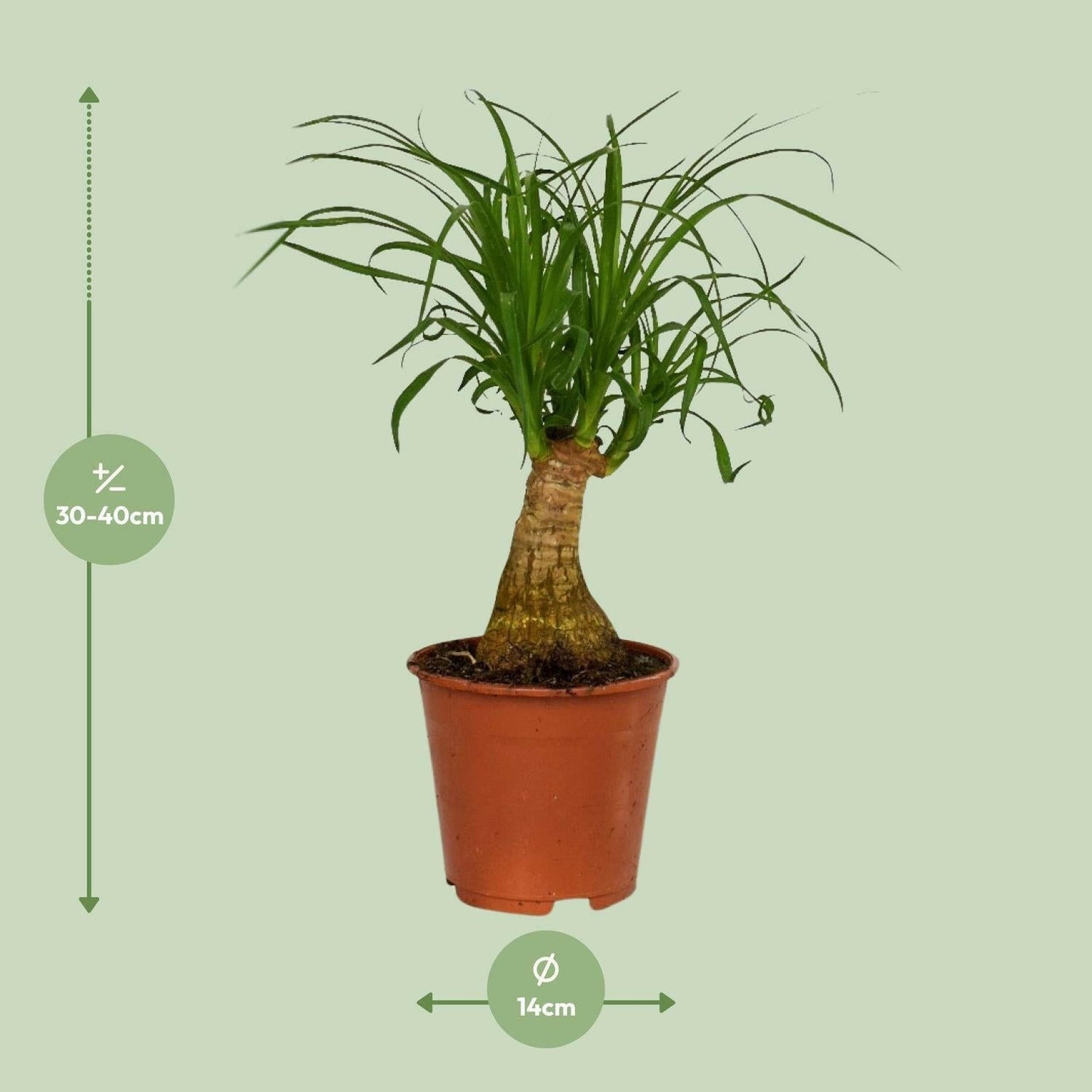 Beaucarnea Nolina - ↕40cm - Ø14 - Sierplantenshop