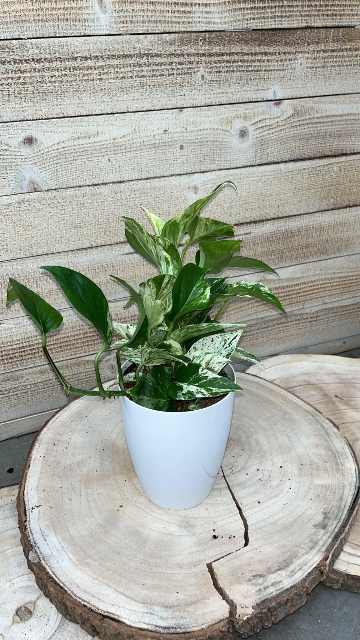 Calathea, Epipremnum & Philodendron White Wave in gratis Stijlvolle Potten - ↕35cm - Ø12 - Sierplantenshop