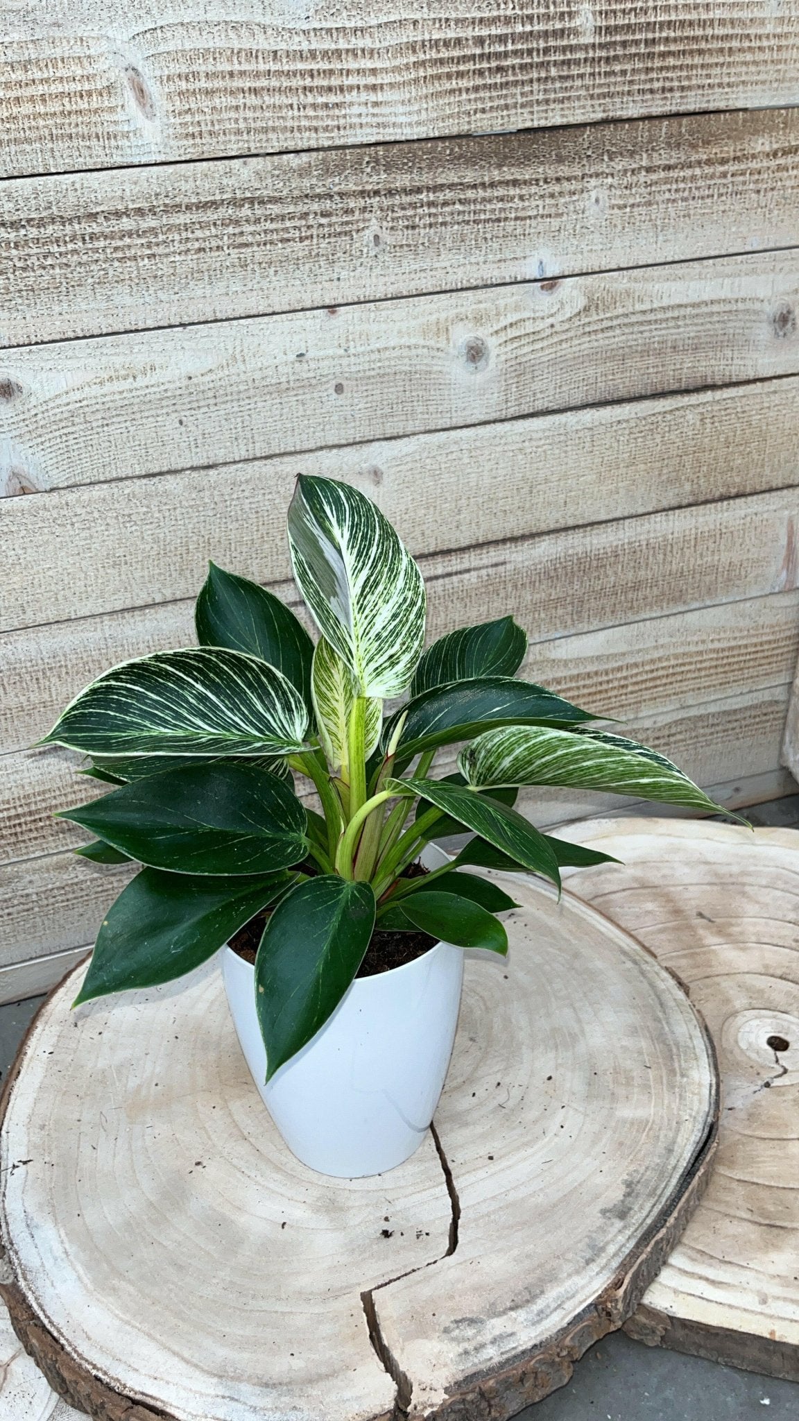 Calathea, Epipremnum & Philodendron White Wave in gratis Stijlvolle Potten - ↕35cm - Ø12 - Sierplantenshop