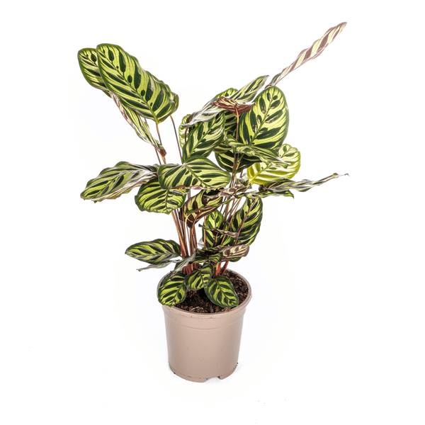 Calathea Makoyana Ø17cm - ↕45cm - Sierplantenshop