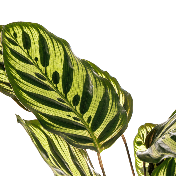 Calathea Makoyana Ø17cm - ↕45cm - Sierplantenshop