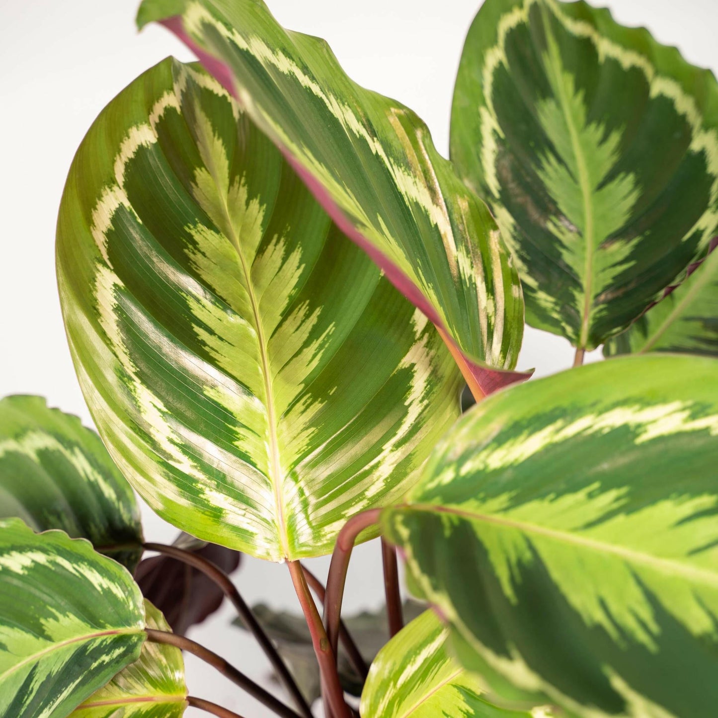 Calathea Medallion set van planten - ↕40cm - Ø14 - Sierplantenshop
