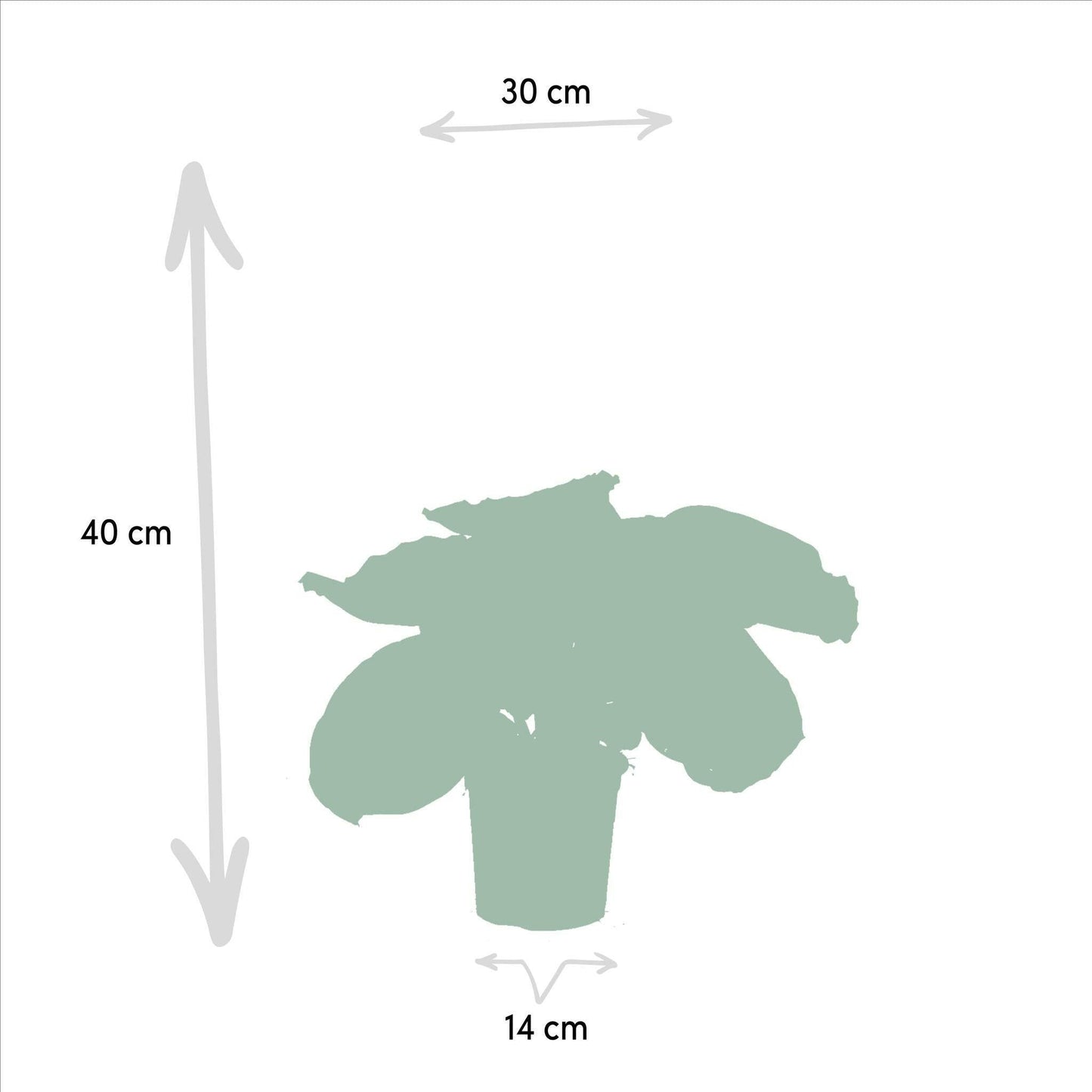 Calathea Medallion set van planten - ↕40cm - Ø14 - Sierplantenshop