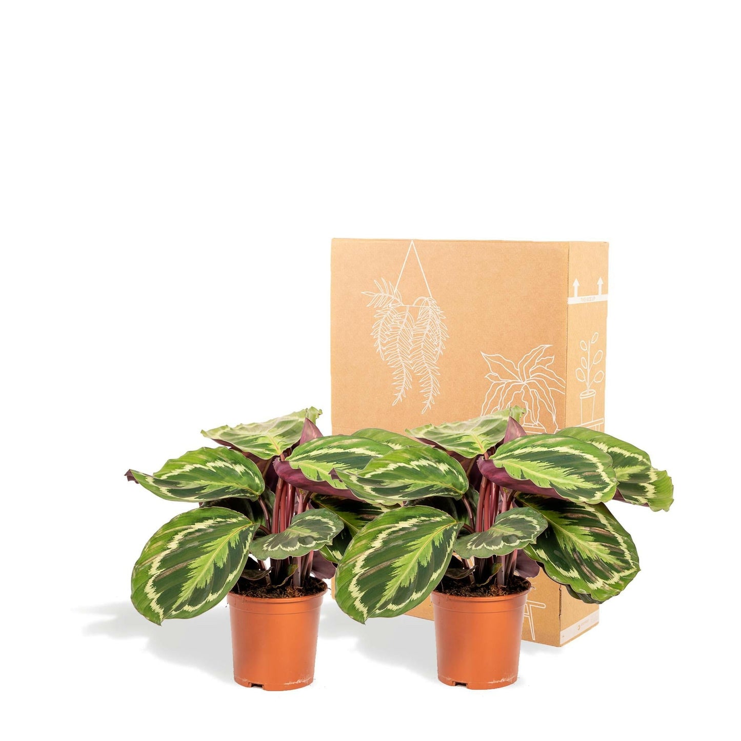 Calathea Medallion set van planten - ↕40cm - Ø14 - Sierplantenshop