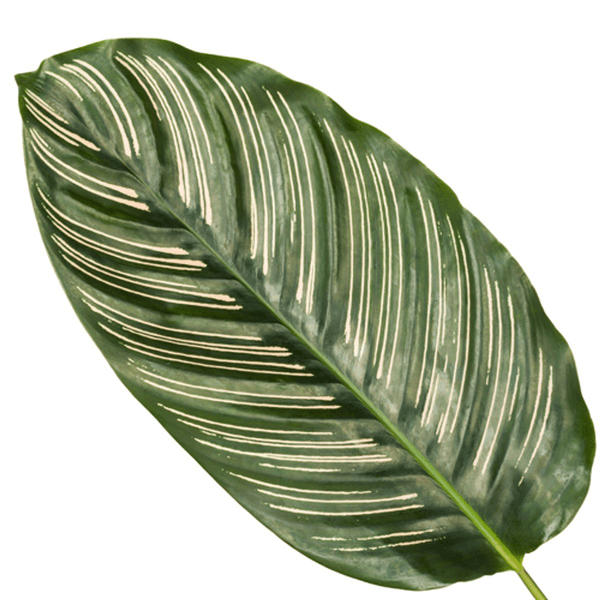 Calathea Sanderiana - 80 cm - Ø19cm - Sierplantenshop