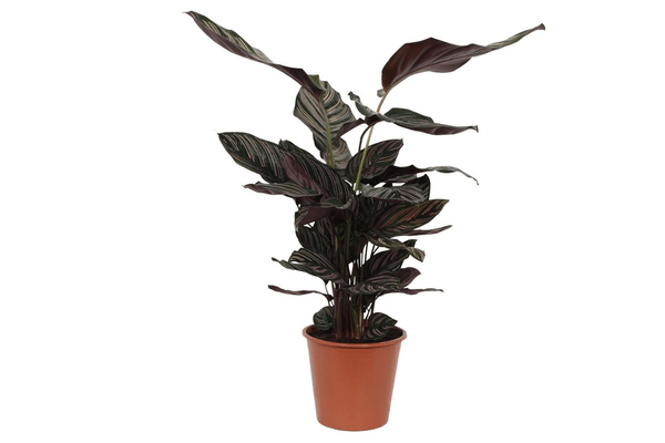 Calathea Sanderiana - 80 cm - Ø19cm - Sierplantenshop