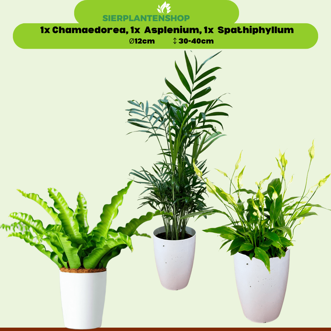Chamaedorea, Asplenium en Spathiphyllum in witte potten - ↕35cm - Ø12 - Sierplantenshop