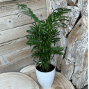 Chamaedorea duo in witte sierpotten - ↕35cm - Ø12 - Sierplantenshop