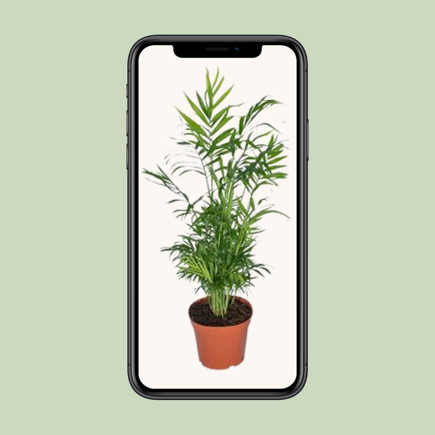Chamaedorea Elegans - Mexicaanse Bergpalm - ↕55cm - Ø17 - Sierplantenshop
