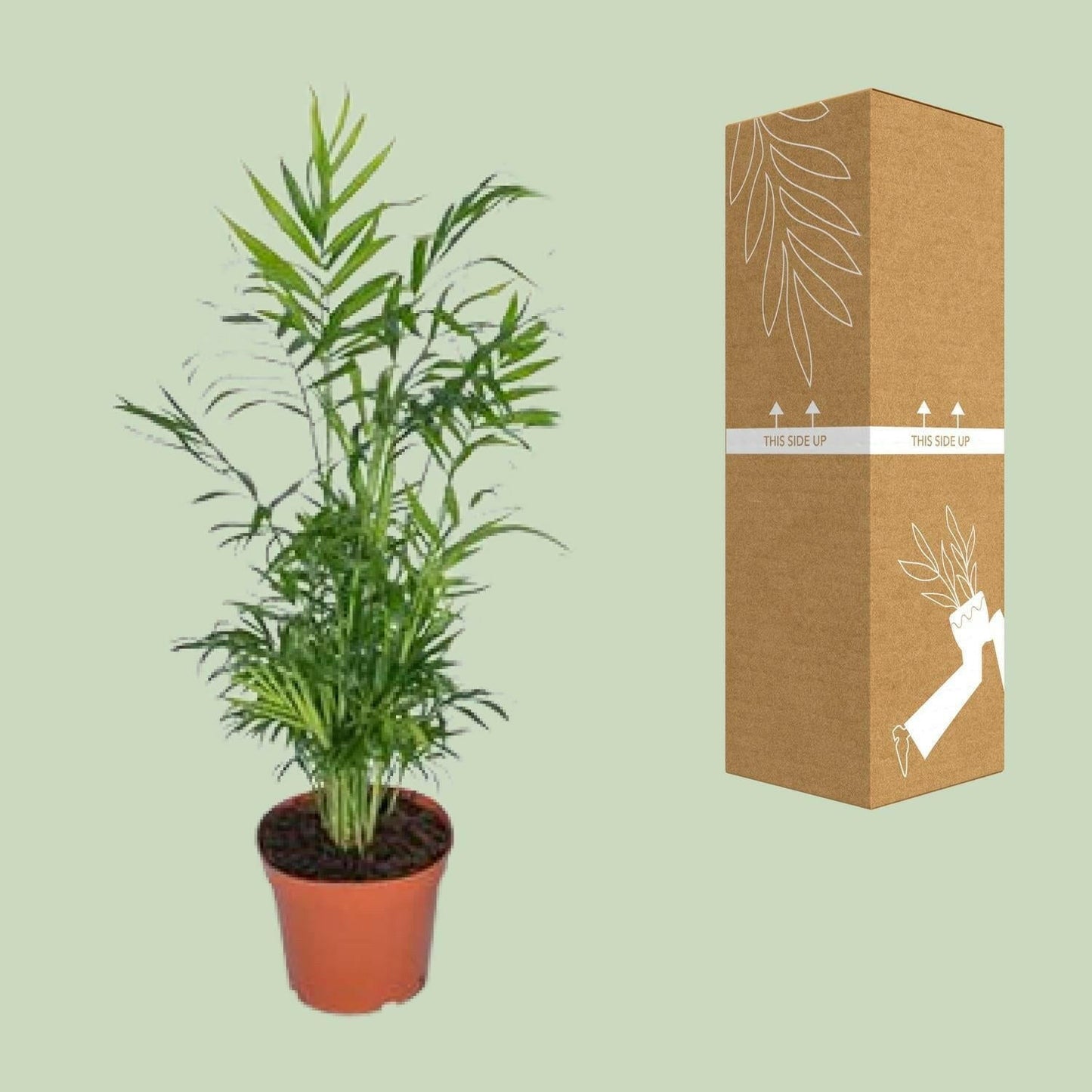 Chamaedorea Elegans - Mexicaanse Bergpalm - ↕55cm - Ø17 - Sierplantenshop
