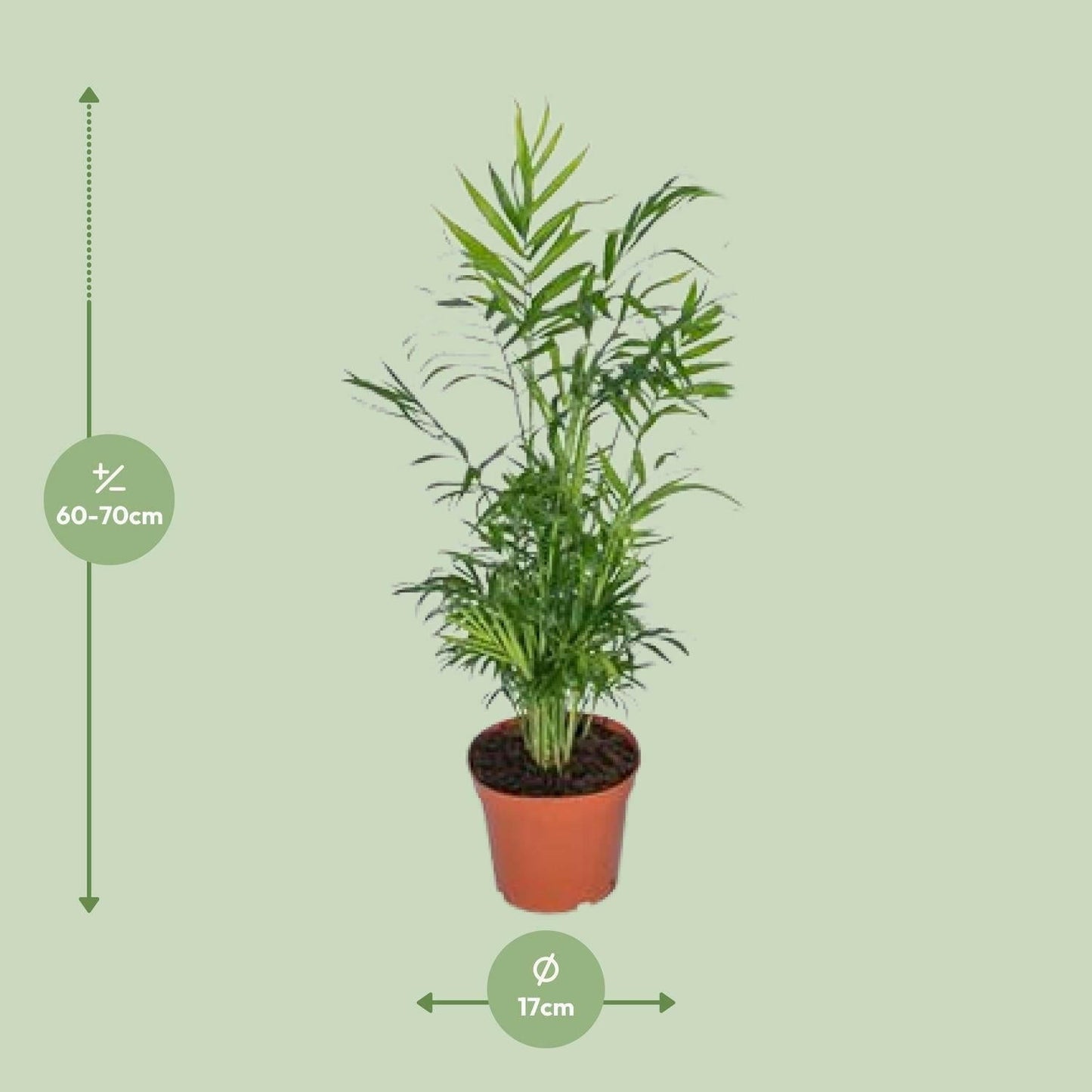 Chamaedorea Elegans - Mexicaanse Bergpalm - ↕55cm - Ø17 - Sierplantenshop