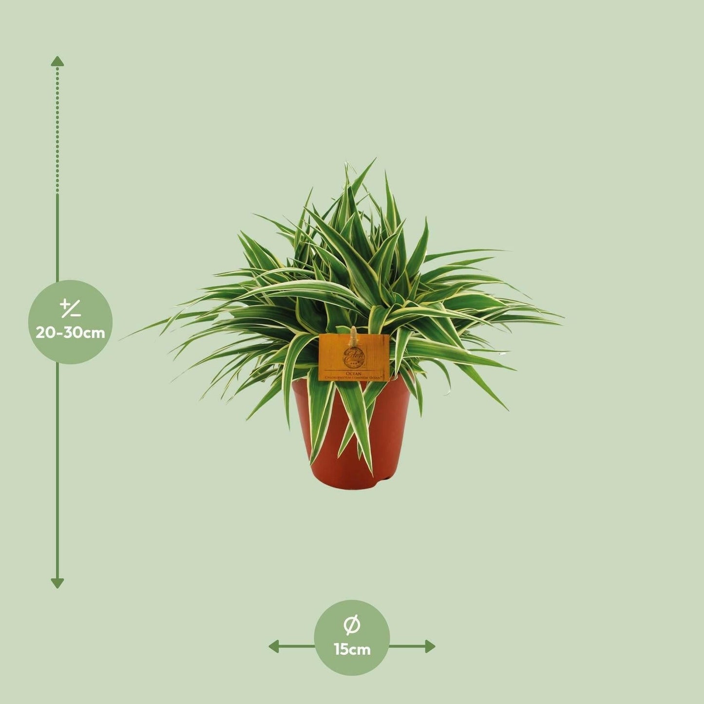 Chlorophytum Ocean - Spinplant - ↕20cm - Ø14 - Sierplantenshop