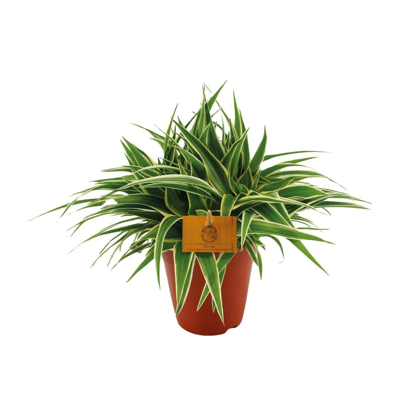 Chlorophytum Ocean - Spinplant - ↕20cm - Ø14 - Sierplantenshop