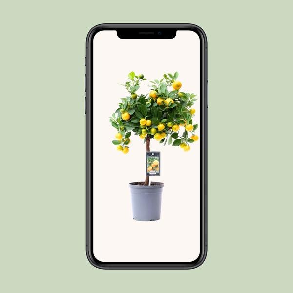 Citrus Calamondin - Ø15cm - ↕45cm - Sierplantenshop