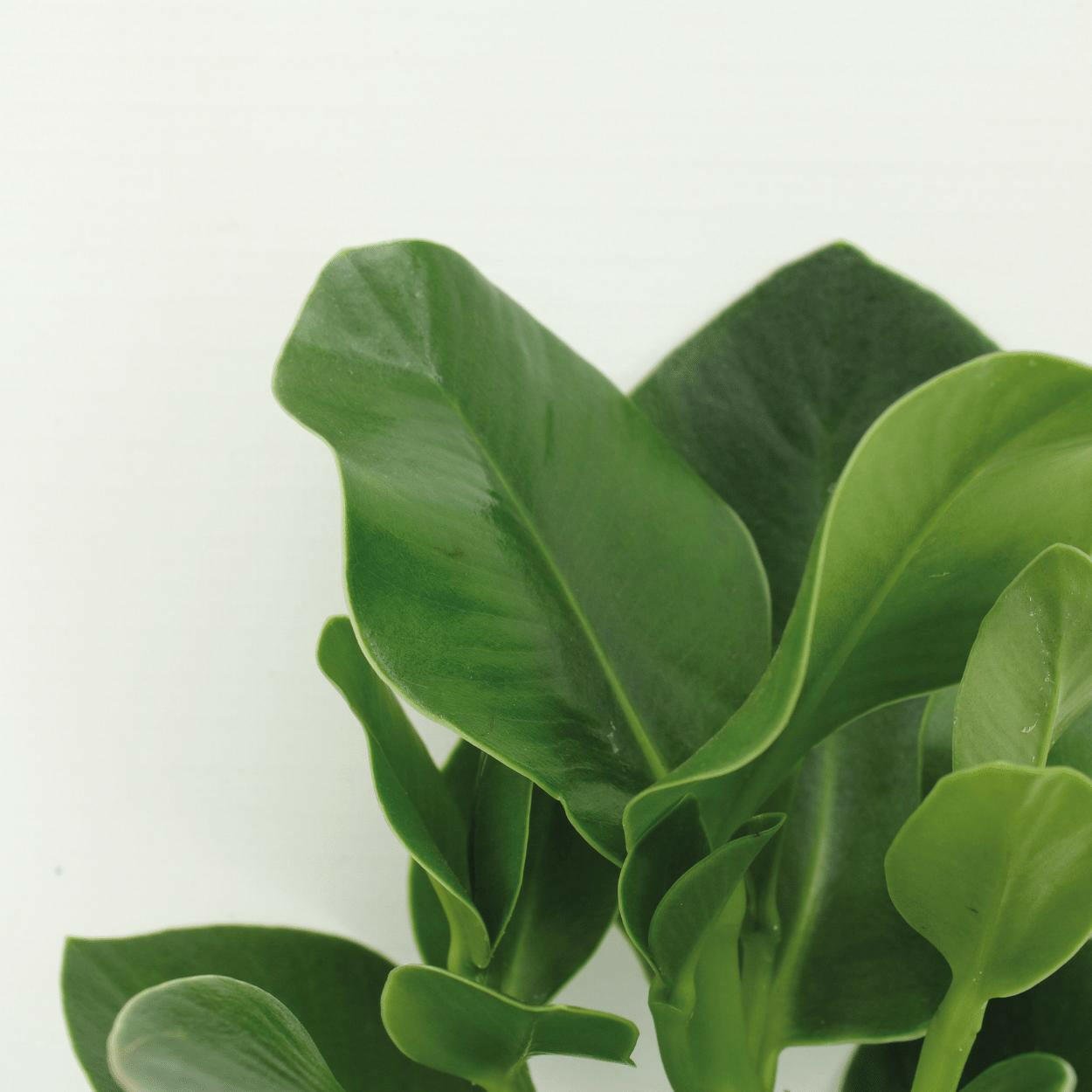 Clusia Rosea Princess - Handtekeningboom Set van 2 - ↕15cm - Ø12 - Sierplantenshop