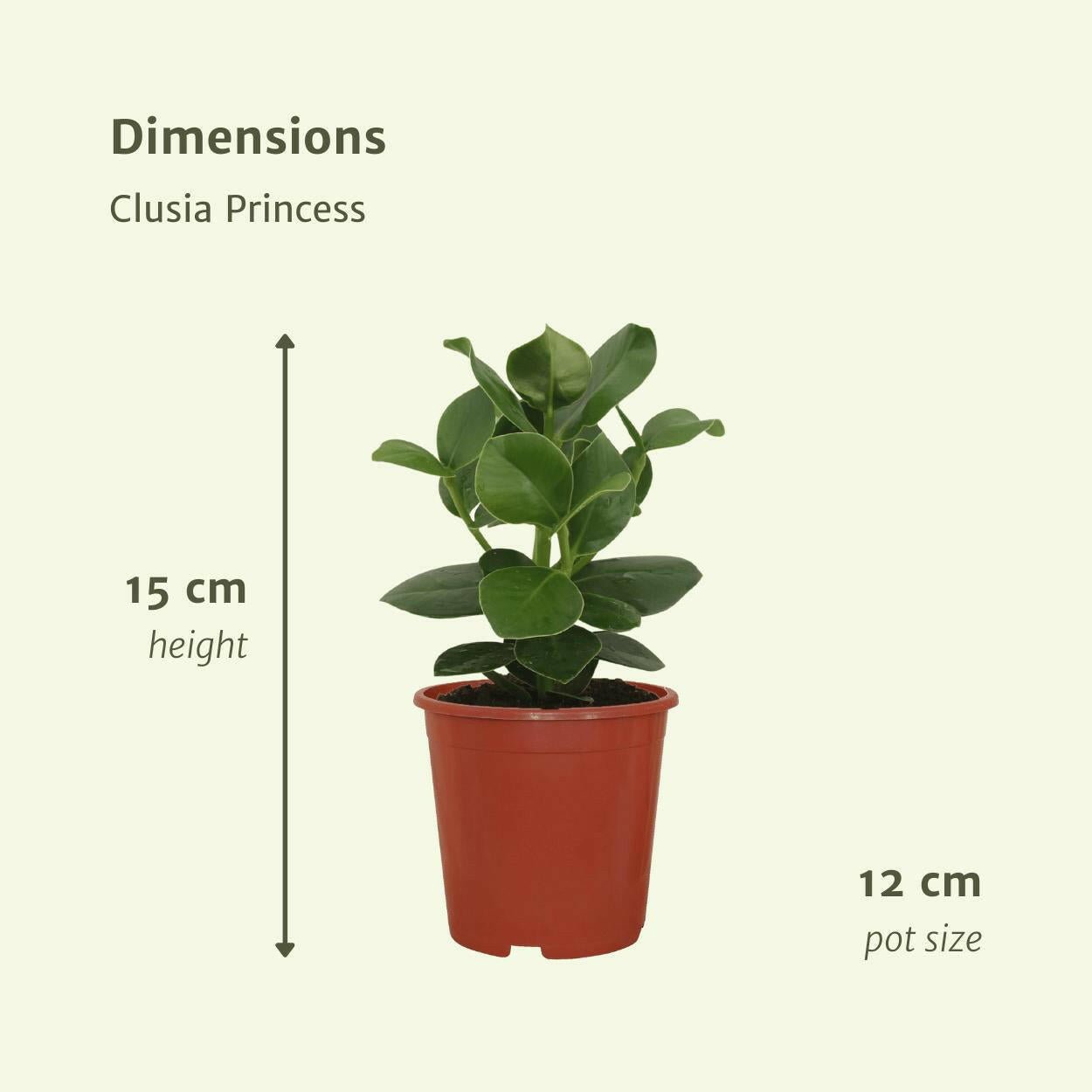 Clusia Rosea Princess - Handtekeningboom Set van 2 - ↕15cm - Ø12 - Sierplantenshop