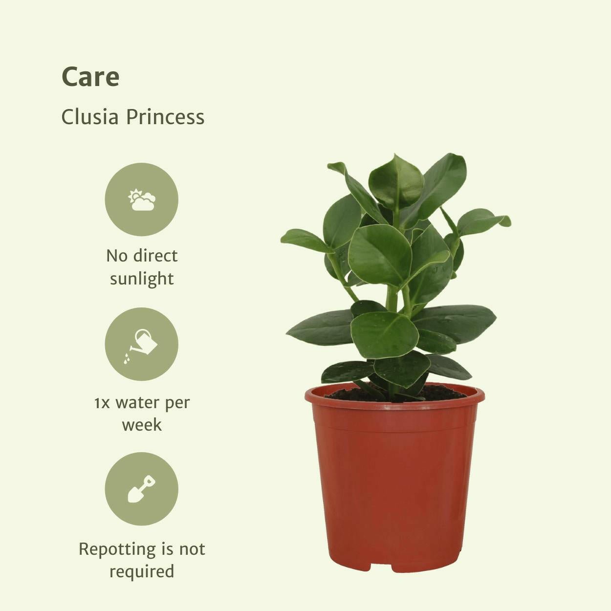 Clusia Rosea Princess - Handtekeningboom Set van 2 - ↕15cm - Ø12 - Sierplantenshop