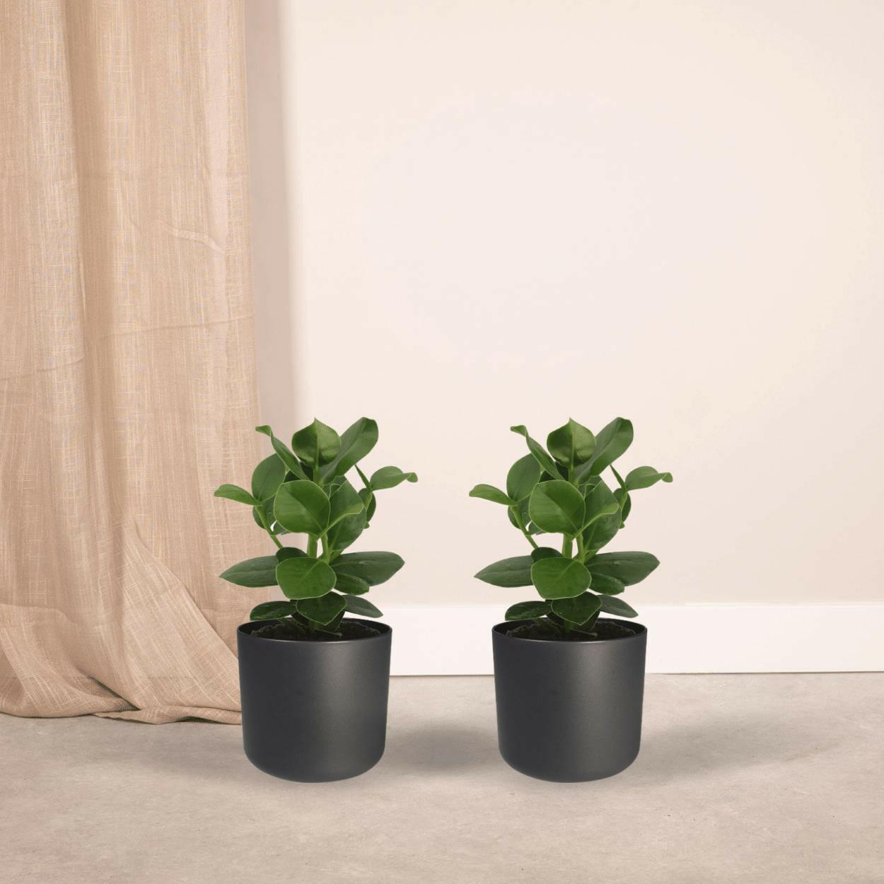 Clusia Rosea Princess - Handtekeningboom Set van 2 - ↕15cm - Ø12 - Sierplantenshop