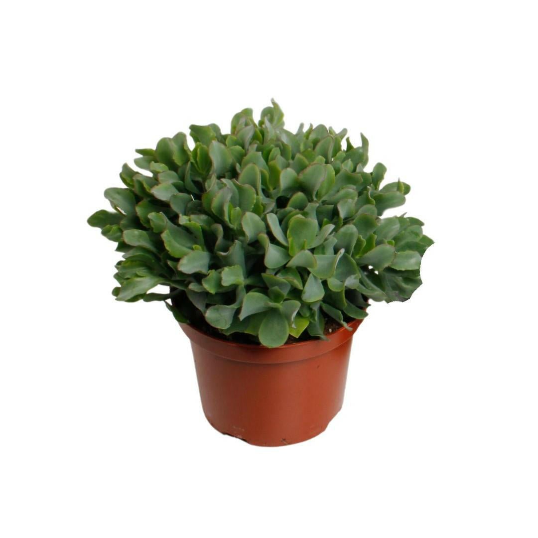 Crassula Arborensis Cristaat ↕30cm - Ø17 - Sierplantenshop