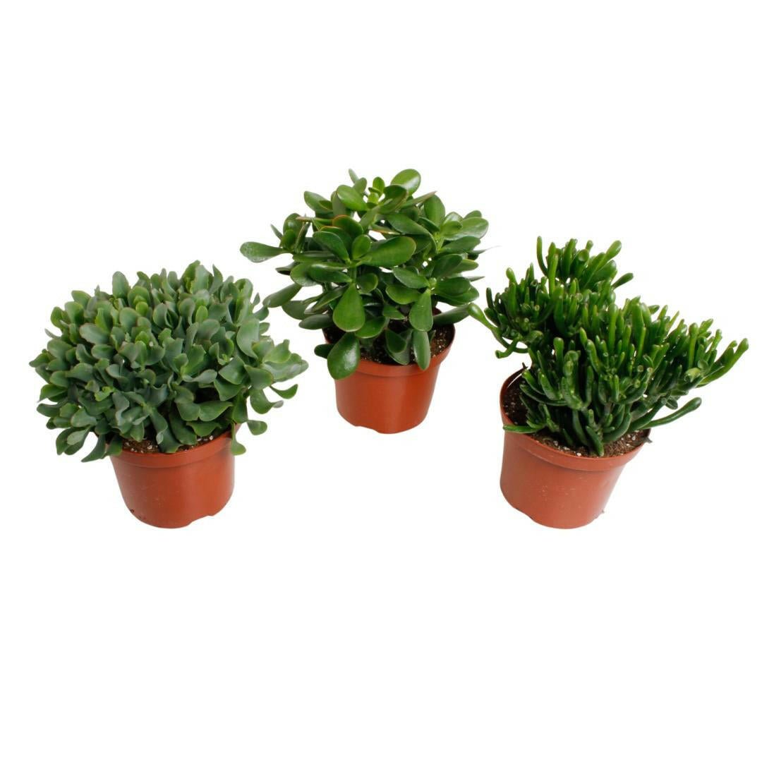 Crassula Mix Set - 3 Stuks - ↕35cm - Ø17 - Sierplantenshop