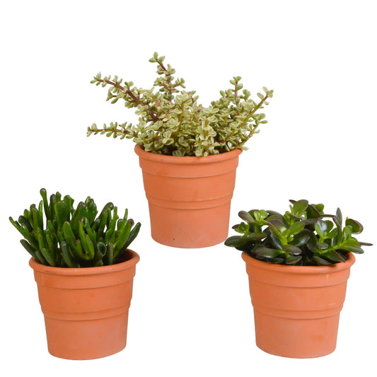 Crassula Plantenmix in Terracotta Pot - 3 Stuks - Ø10 - Sierplantenshop