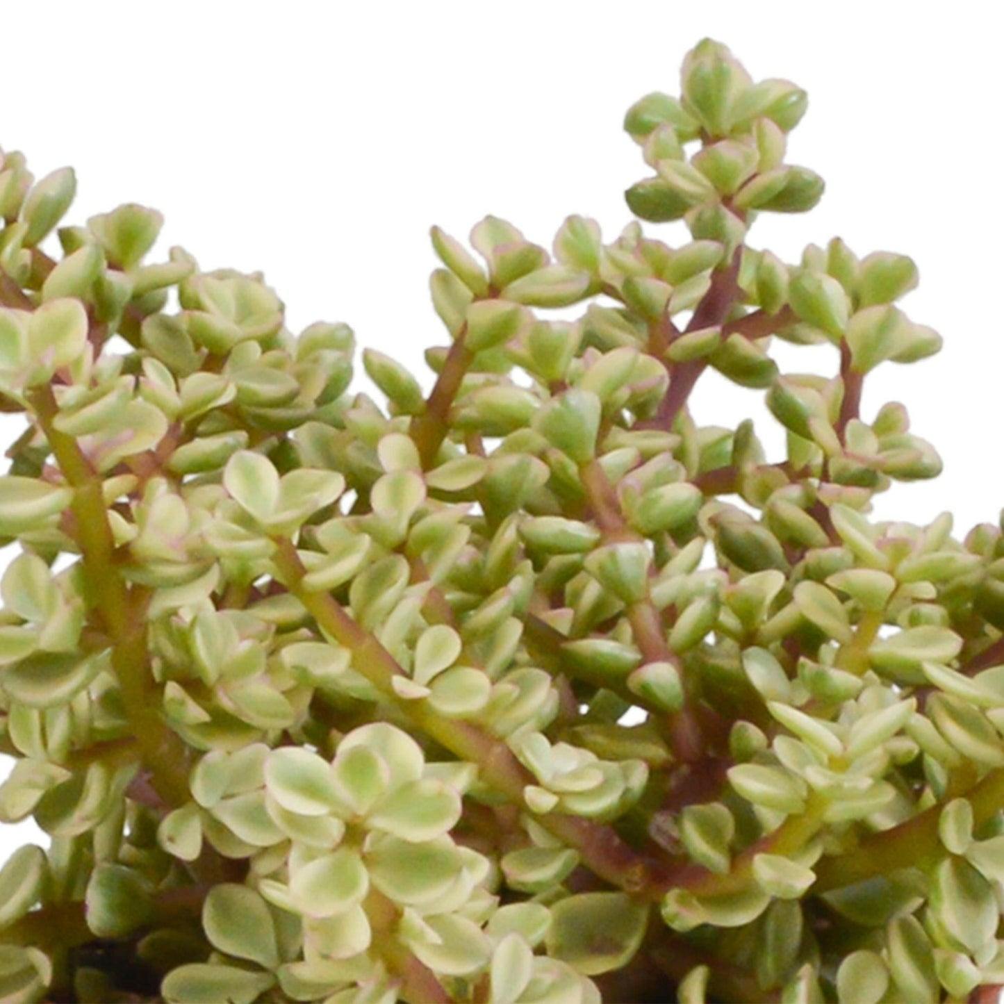 Crassula Plantenmix in Witte Pot - Set van 3 - Ø10 - Sierplantenshop