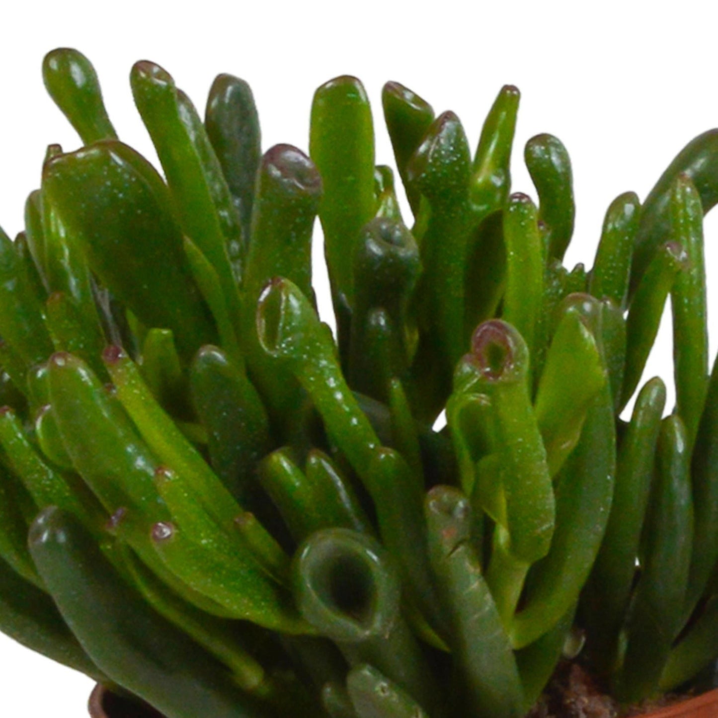 Crassula Plantenmix in Witte Pot - Set van 3 - Ø10 - Sierplantenshop