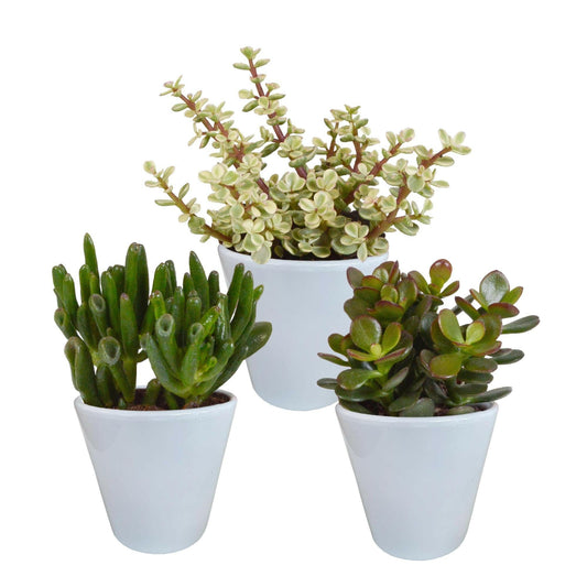 Crassula Plantenmix in Witte Pot - Set van 3 - Ø7 - Sierplantenshop