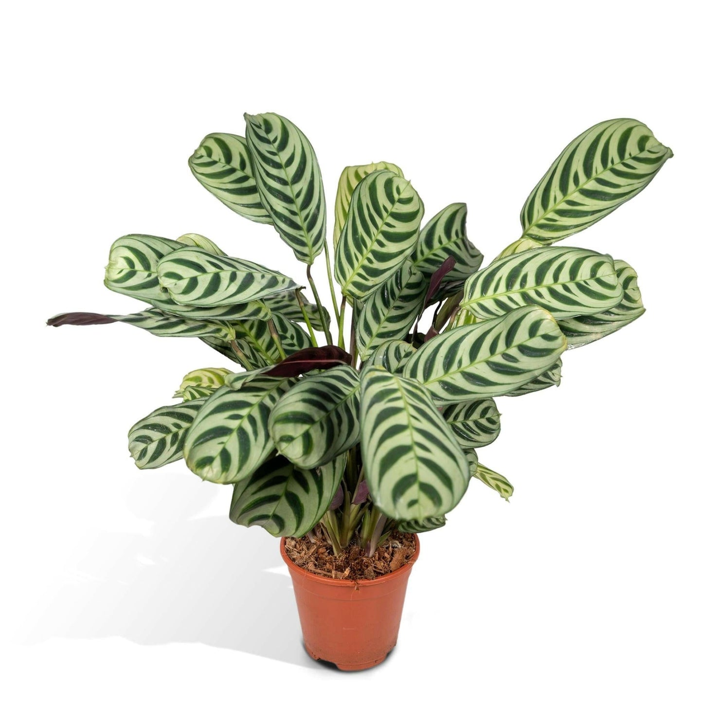 Ctenanthe Amabilis - ↕25cm - Ø14 - Sierplantenshop