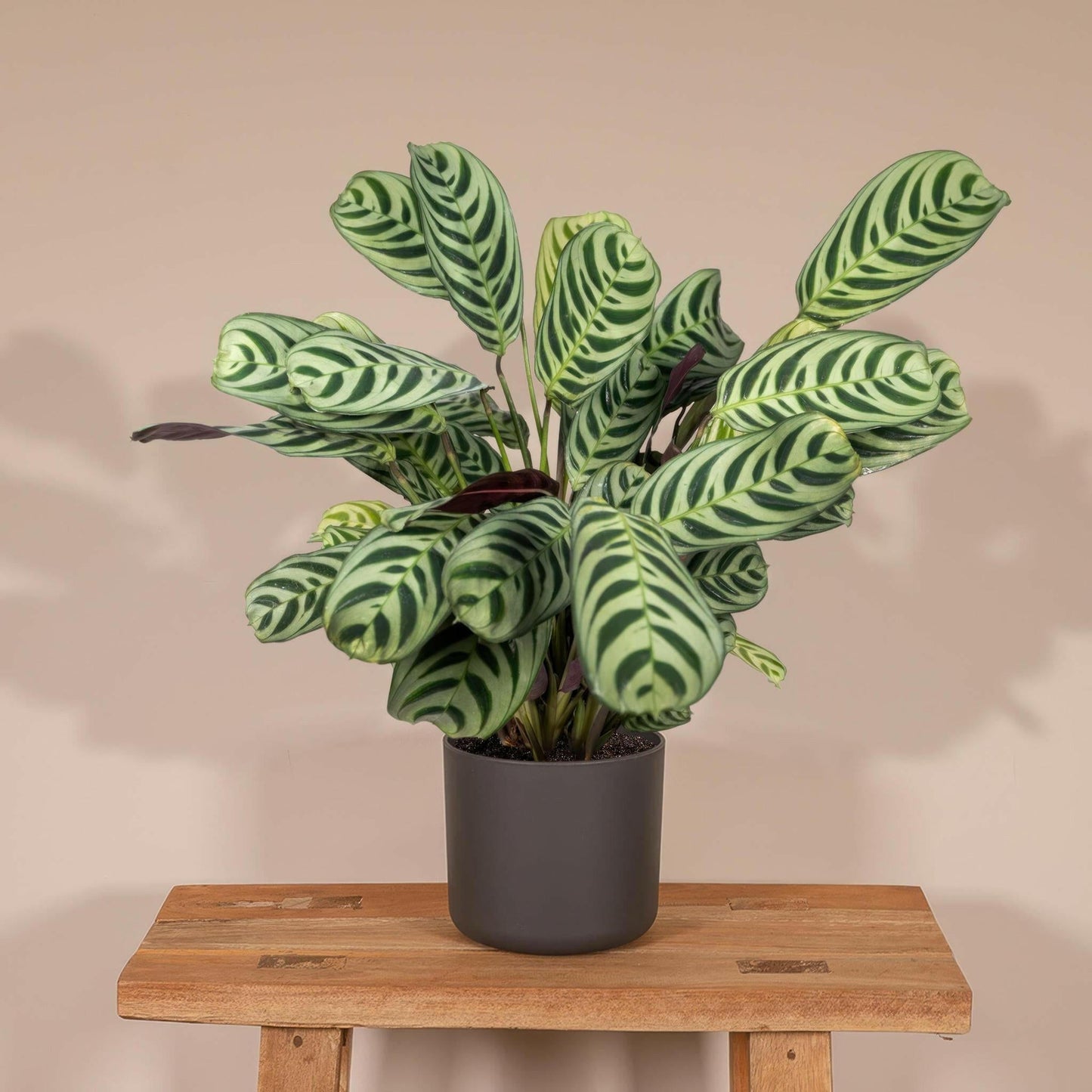 Ctenanthe Amabilis - ↕25cm - Ø14 - Sierplantenshop