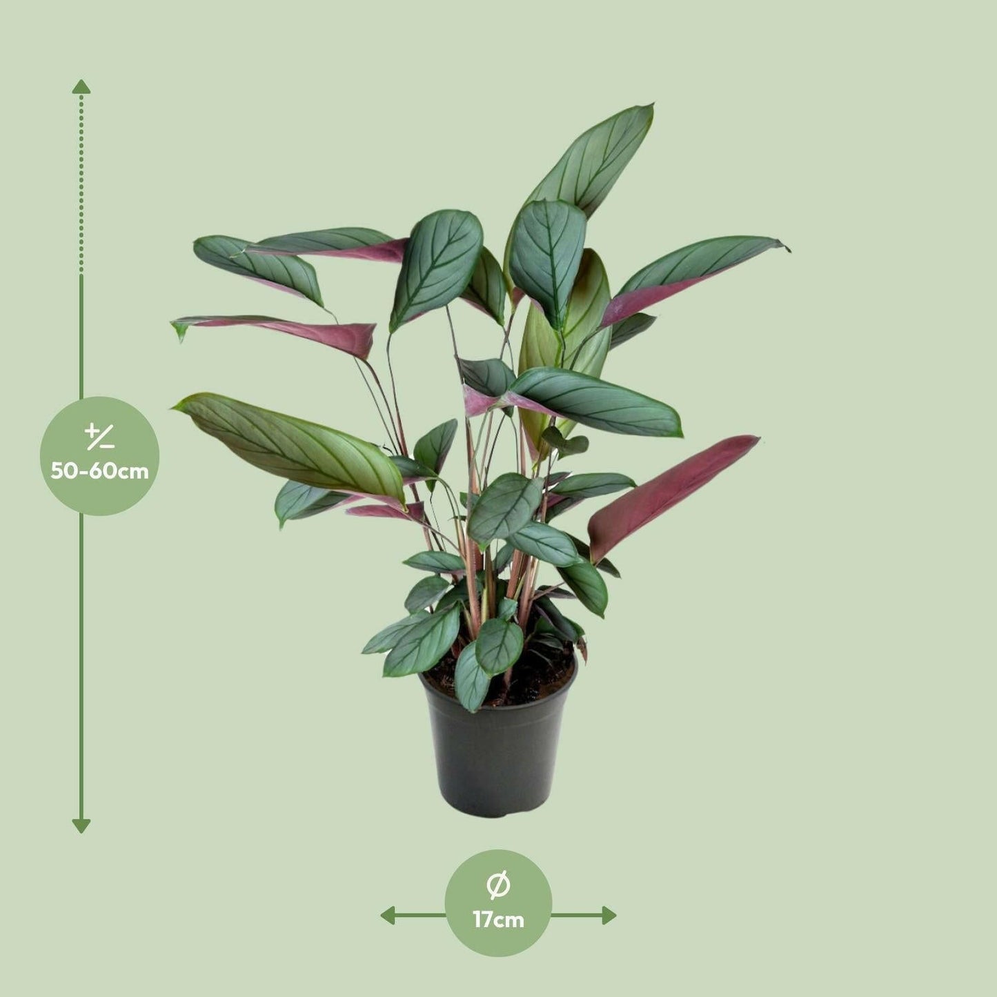 Ctenanthe Setosa - ↕60cm - Ø17 - Sierplantenshop