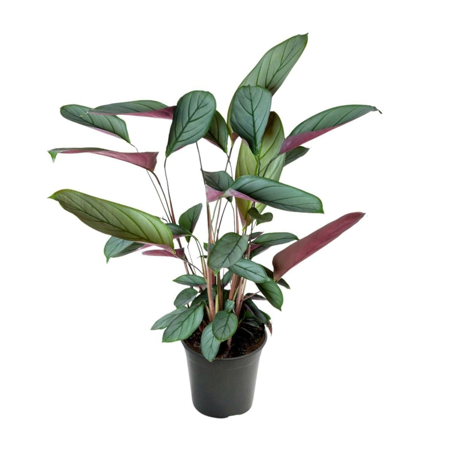 Ctenanthe Setosa - ↕60cm - Ø17 - Sierplantenshop
