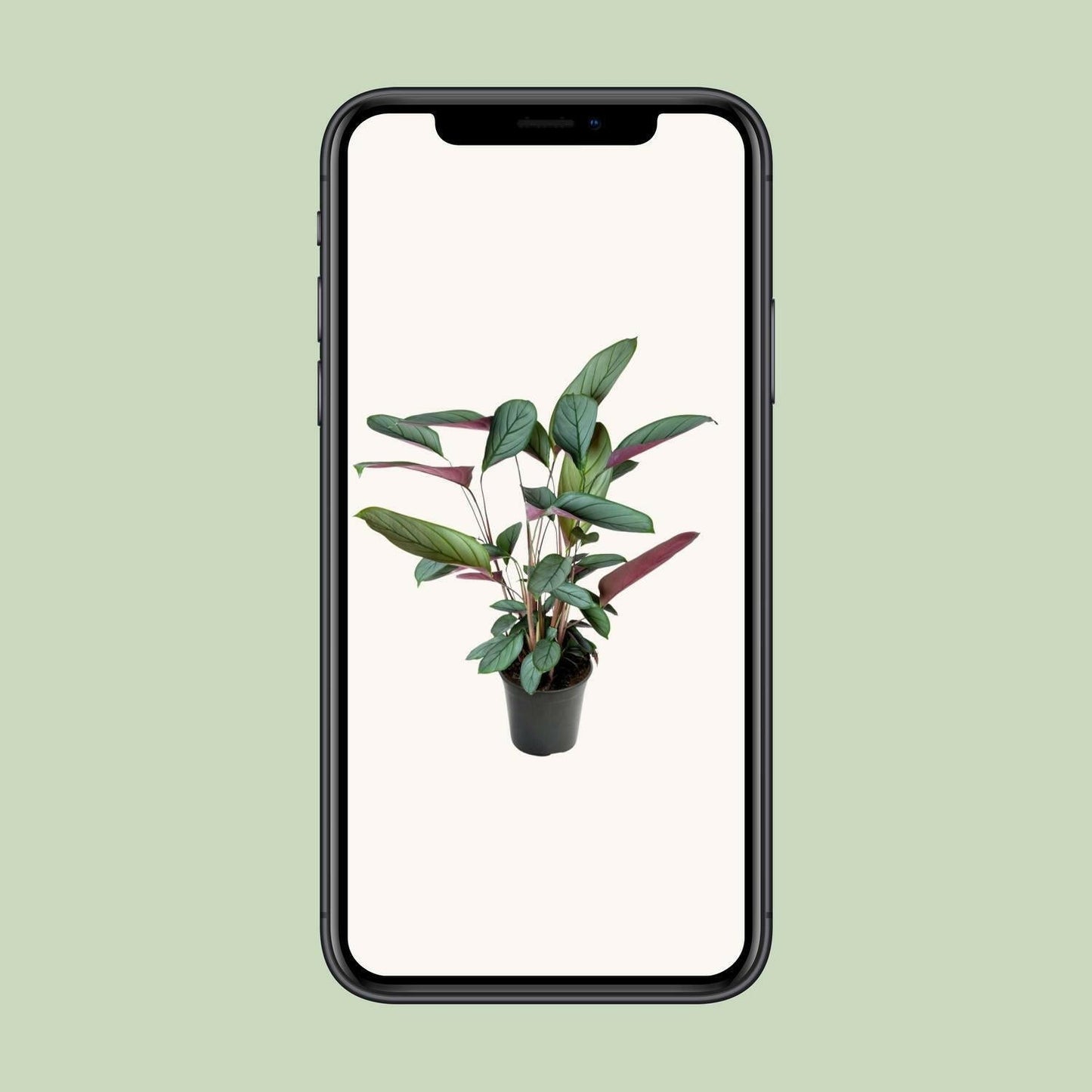Ctenanthe Setosa - ↕60cm - Ø17 - Sierplantenshop