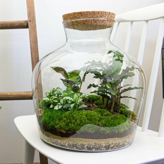 DIY Terrarium Fat Joe - Creëer je Eigen Groene Oase - Hoogte 30 cm - Ø7 - Sierplantenshop